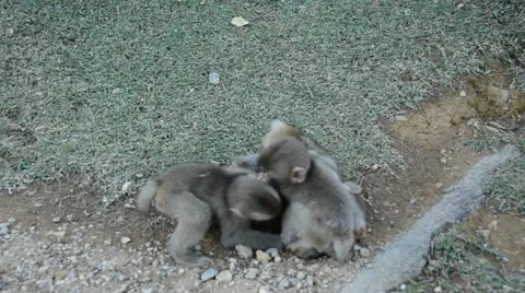 Young japanese macaques playing and fighting on the ground Stock Footage 10843271