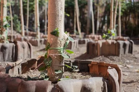 Young Java long pepper plants (Piper retrofractum) beginning to grow in a c.. Photos