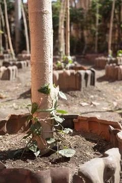 Young Java long pepper plants (Piper retrofractum) beginning to grow in a c.. Photos