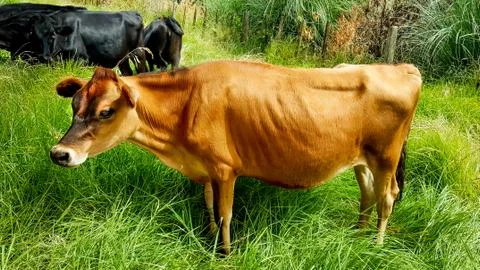 Young jersey heifer in paddock Stock Photos