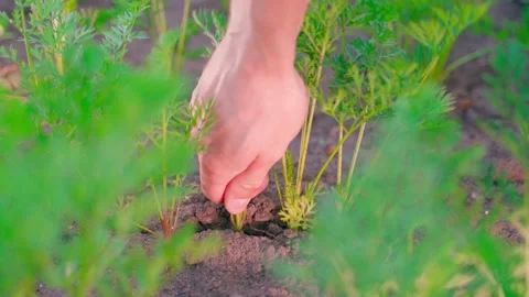 Young juicy carrots are pulled from the soil in the garden bed close-up. A hand Stock Footage 206433652