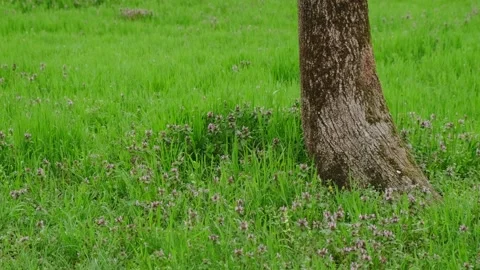 Young juicy spring greens Stock Footage 180499844