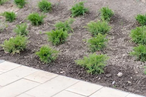 Young juniper in landscaping Stock Photos