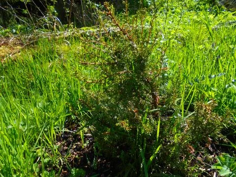Young juniper shrub on temperate mountain meadow, sunny close-up Stock Photos