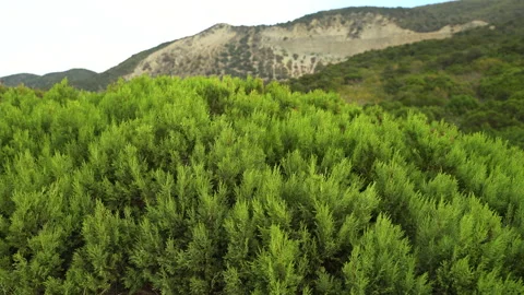 Young juniper tree on a background of mountains Stockbeeldmateriaal 143411844