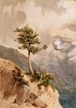 Young juniper tree (Juniperus nigra) on a ridge top in Nepal. Watercolour b.. Stock Illustration