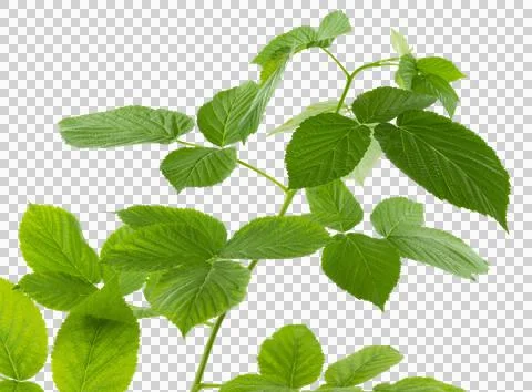 Young just grown raspberry leaves for decoration on transparent, png.raspbe.. Stock Photos