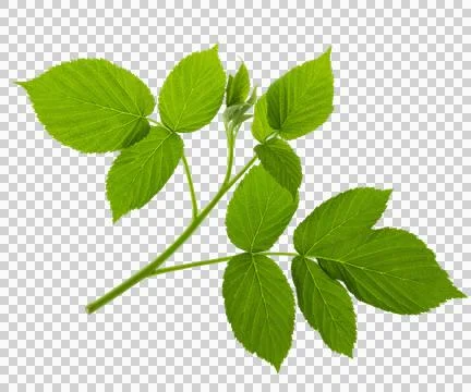 Young just grown raspberry leaves for decoration on transparent, png.raspbe.. Stock Photos