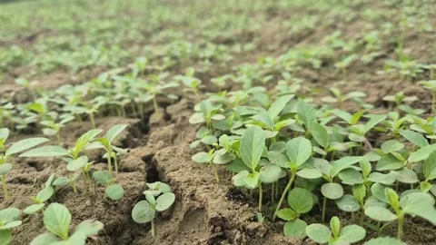 Young Jute Seedlings Sprouting From Dry Cracked Soil Vídeo Stock 337871611