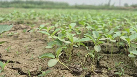 Young Jute Seedlings Sprouting From Dry Cracked Soil Vídeo Stock 337871614