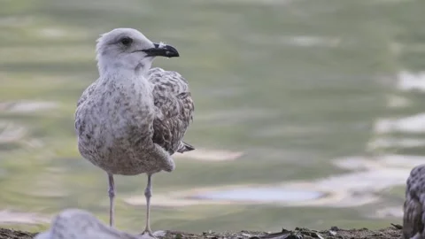 Young juvenile seagull preening feathers by water Stock Footage 323060876