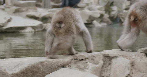 Young juvenile snow monkey drinks water from hot spring - onsen Video stock 108178881