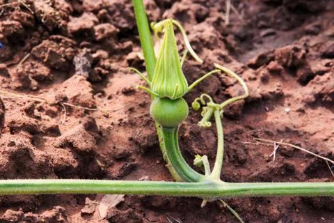 Young kabocha squash. Stock Photos