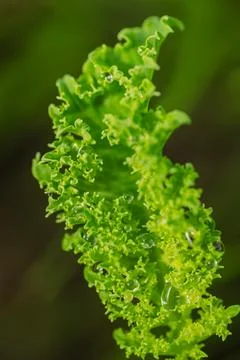 Young Kale Leaf After Summer Rain Foto stock