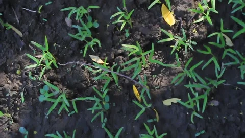 Young kale plants Stock Footage 241060867