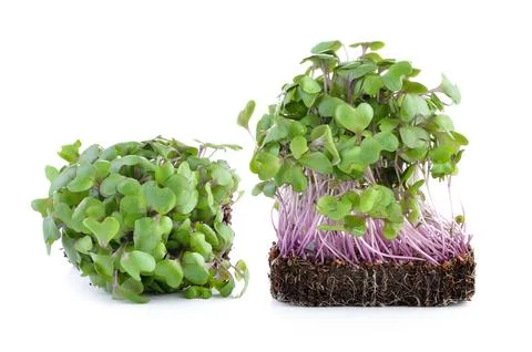 Young kale sprout on white background Stock Photos