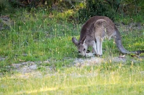 Young kangaroo eating Stock Photos