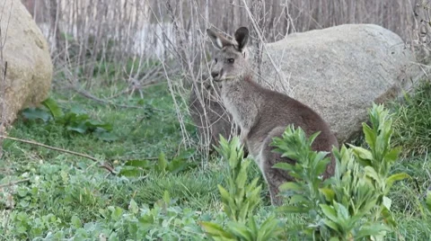 Young kangaroo Stock Footage 8646383