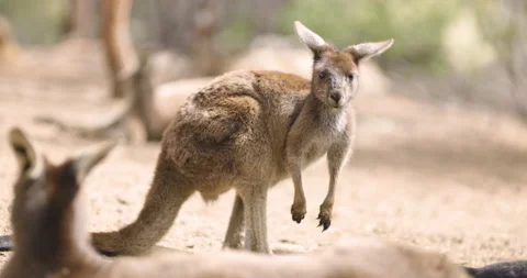 Young Kangaroo joey looking at the camera. Wild life and Tourism Australia. Video stock 138786606