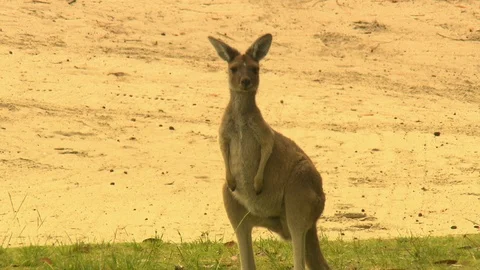 Young Kangaroo Looking At Camera Stock Footage 112325054