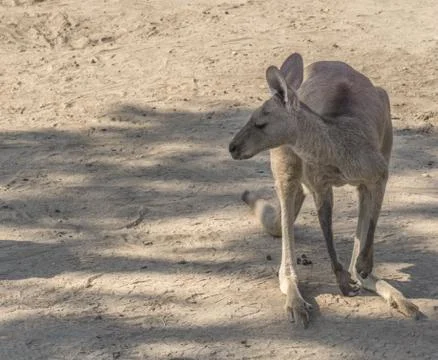 Young Kangaroo looking close-up Stock Photos