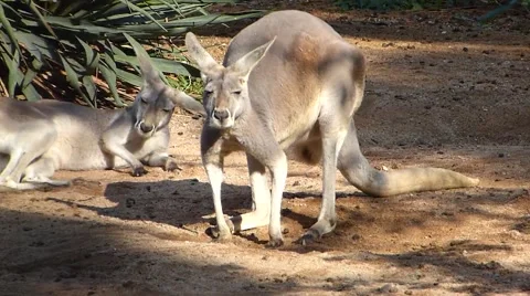 Young kangaroo outdoor Stock Footage 68205012