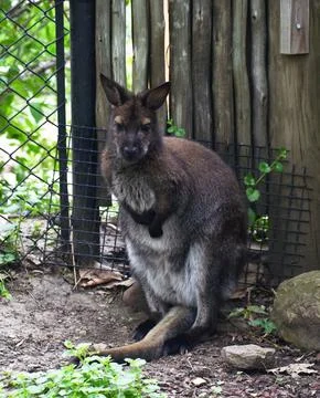 Young kangaroo sitting by a tree Stock Photos
