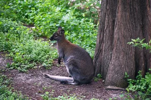 Young kangaroo sitting by a tree Stock Photos
