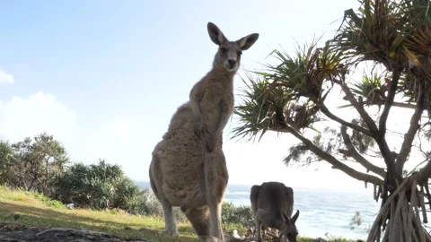 Young Kangaroo stands tall while scratching and grooming itself. Animal Vidéo 162014335