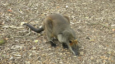Young kangaroo Swamp wallaby Stock Footage 65992178
