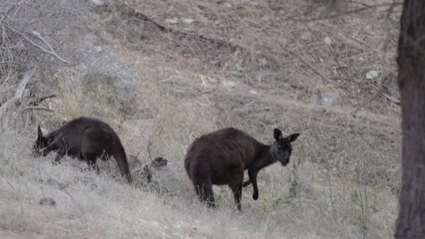Young Kangaroos feeding Stock Footage 149737681