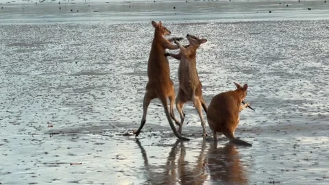 Young kangaroos fighting on beach Stock Footage 328593045