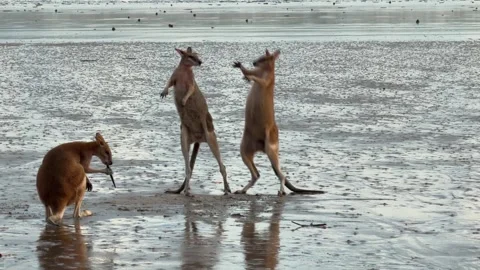 Young kangaroos play fighting on beach Stock Footage 328592986