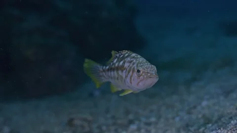 Young kelp bass curious about reflection in camera port Stock Footage 344434432