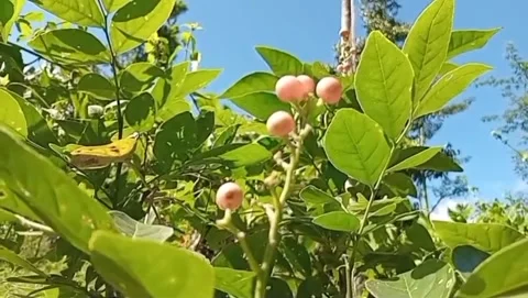 Young kemunting fruit in the middle of green leaves. Stockbeeldmateriaal 335874939