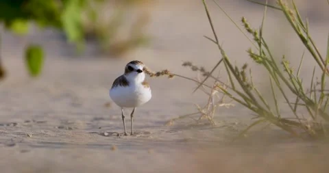 Young kentish plover on the beach Stock Footage 302749852