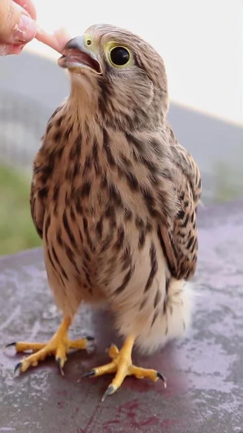 Young kestrel falcon being observed with curious head movements Stock Footage 310967503