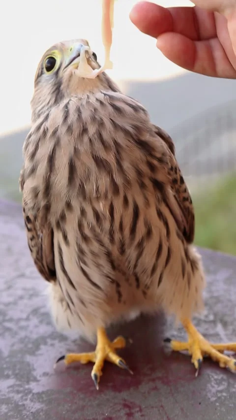 Young kestrel falcon changing positions while being approached by hand Video stock 313355923