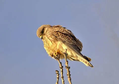 Young kestrel perched in a tree Stock Photos