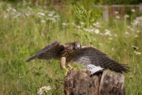 Young kestrel Stock Photos