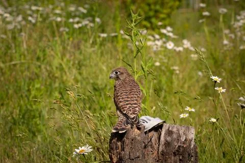Young kestrel Stock Photos