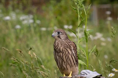 Young kestrel Stock Photos