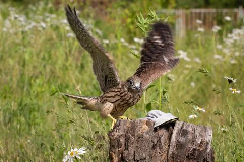 Young kestrel Stock Photos