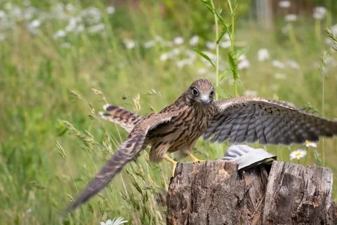 Young kestrel Stock Photos