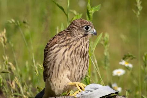 Young kestrel Stock Photos