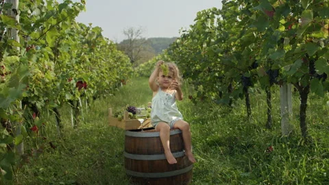 Young kid sitting on barrel in vineyard and eating grapes Stock Footage 252019751