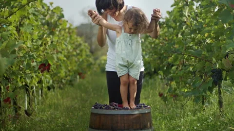 Young kid trampling or stomping grapes in vineyard. Stock Footage 252018823