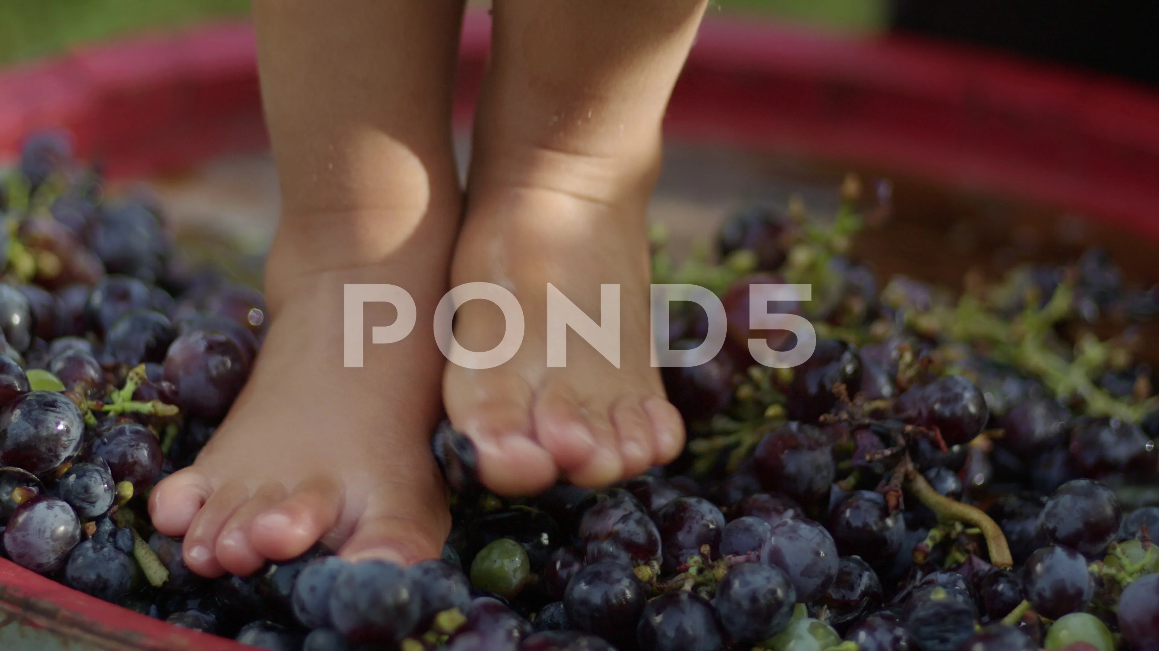 Young kid trampling or stomping grapes in vineyard.