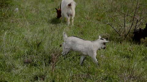 A young kid walks on the grass next to the goats 스톡 동영상 142128153