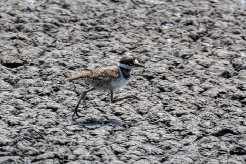 Young killdeer bird Stock Photos